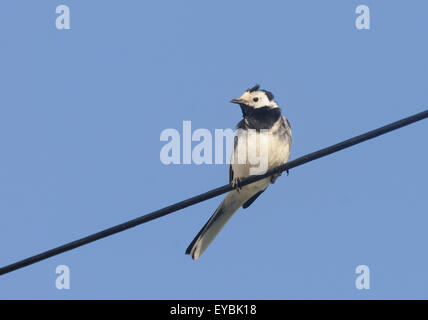 Un pied wagtail (Motacilla alba) posatoi su un cavo di alimentazione. Keswick, Cumbria, Regno Unito. Foto Stock