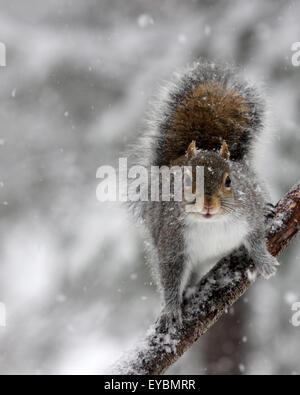 Un grigio scoiattolo (Sciurus carolinensis) su un ramo in caduta di neve su un inverno mattina Foto Stock