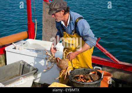 La pesca costiera su Cardigan Bay a Aberdyfi / Aberdovey: un pescatore di sbarco la sua cattura di granseole , Wales UK Foto Stock