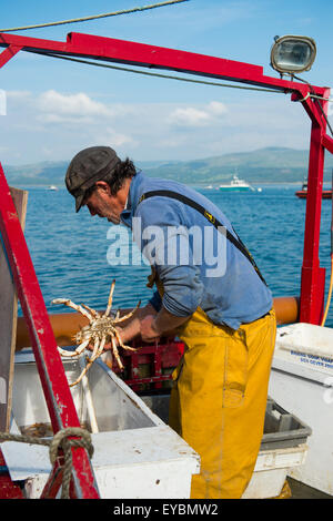 La pesca costiera su Cardigan Bay a Aberdyfi / Aberdovey: un pescatore di sbarco la sua cattura di granseole , Wales UK Foto Stock