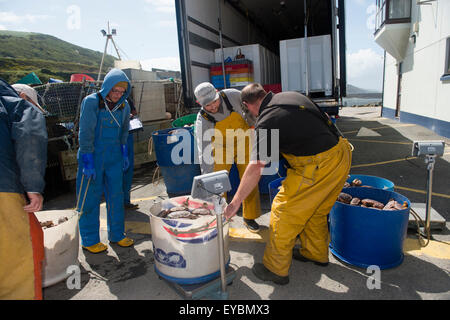 La pesca costiera a Aberystwyth: i pescatori aventi le loro catture settimanali di Cardigan Bay granchi e aragoste pesati da un concessionario prima di essere caricato su un camion per le esportazioni verso la Spagna e il Portogallo. Foto Stock