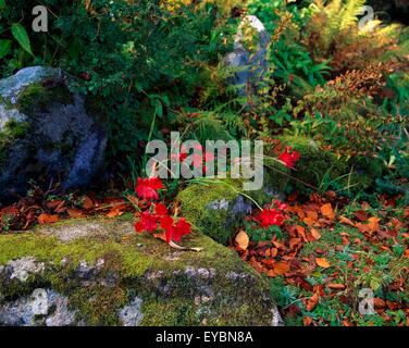 Fernhill giardini, Co Dublin, Irlanda; Edwardian Rockery Foto Stock