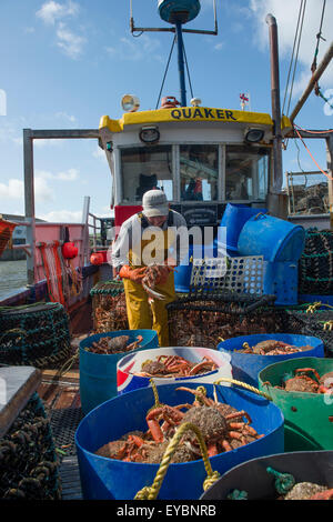 La pesca costiera di Cardigan Bay : pescatori sorting out la settimana di fermo sul ponte di una piccola aragosta e granchio barca da pesca che lavora fuori di Aberystwyth Harbour, Ceredigion West Wales UK Foto Stock