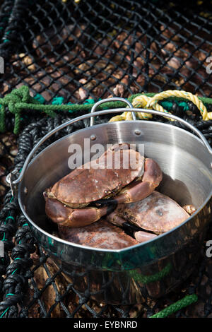 Appena catturati e sbarcati Cardigan Bay granchi marrone , Aberystwyth harbour Wales UK Foto Stock