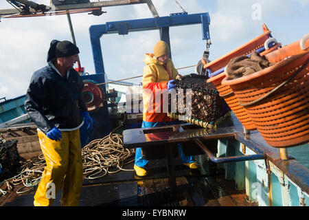 La pesca costiera di Cardigan Bay : pescatori al lavoro lo sbarco delle catture settimanali di aragosta e granchio al ponte di una piccola barca da pesca che lavora fuori di Aberystwyth Harbour, Ceredigion West Wales UK Foto Stock