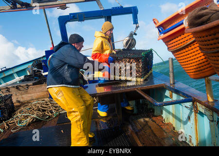 La pesca costiera di Cardigan Bay : pescatori al lavoro lo sbarco delle catture settimanali di aragosta e granchio al ponte di una piccola barca da pesca che lavora fuori di Aberystwyth Harbour, Ceredigion West Wales UK Foto Stock