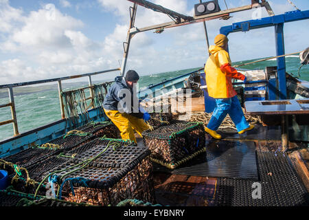 La pesca costiera di Cardigan Bay : pescatori al lavoro lo sbarco delle catture settimanali di aragosta e granchio al ponte di una piccola barca da pesca che lavora fuori di Aberystwyth Harbour, Ceredigion West Wales UK Foto Stock