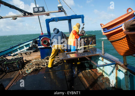 La pesca costiera di Cardigan Bay : pescatori al lavoro lo sbarco delle catture settimanali di aragosta e granchio al ponte di una piccola barca da pesca che lavora fuori di Aberystwyth Harbour, Ceredigion West Wales UK Foto Stock