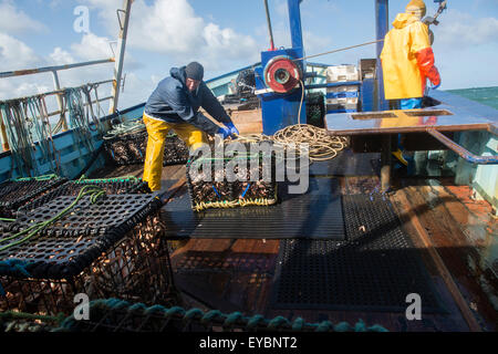 La pesca costiera di Cardigan Bay : pescatori al lavoro lo sbarco delle catture settimanali di aragosta e granchio al ponte di una piccola barca da pesca che lavora fuori di Aberystwyth Harbour, Ceredigion West Wales UK Foto Stock