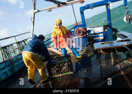 La pesca costiera di Cardigan Bay : pescatori al lavoro lo sbarco delle catture settimanali di aragosta e granchio al ponte di una piccola barca da pesca che lavora fuori di Aberystwyth Harbour, Ceredigion West Wales UK Foto Stock