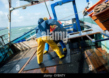 La pesca costiera di Cardigan Bay : pescatori al lavoro lo sbarco delle catture settimanali di aragosta e granchio al ponte di una piccola barca da pesca che lavora fuori di Aberystwyth Harbour, Ceredigion West Wales UK Foto Stock