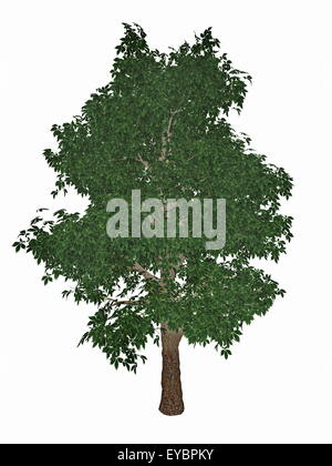 Ippocastano o albero di Conker, Aesculus hippocastanum isolato in sfondo bianco - 3D render Foto Stock