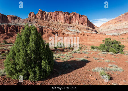 Parco nazionale di Capitol Reef, Utah Foto Stock