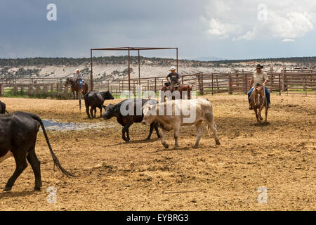 Ranch di bestiame e cowboy, Utah Foto Stock