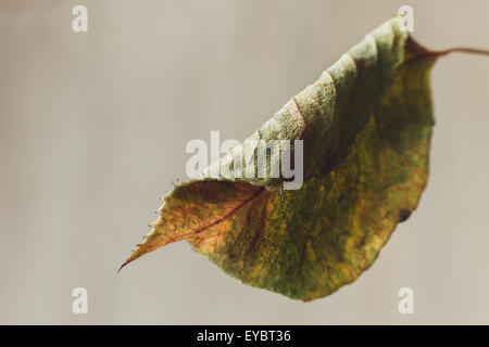 Triste foglia sbiadito close-up macro Foto Stock