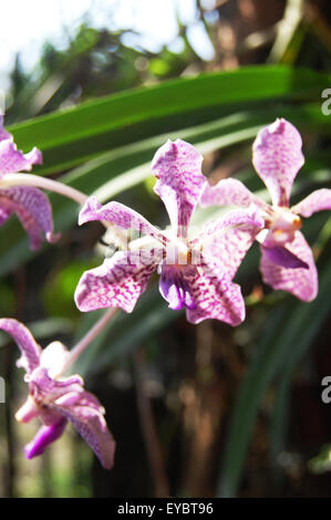 Bianco e viola java vanda orchidee in Sleman, Java, Indonesia Foto Stock