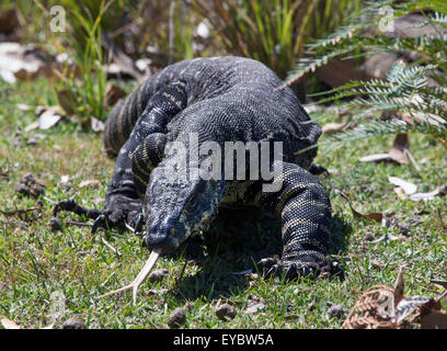 (Murramarang National Park, Australia---9 Febbraio 2014) un laccio monitor, noto anche come un laccio goanna (Varanus varius). Foto Stock