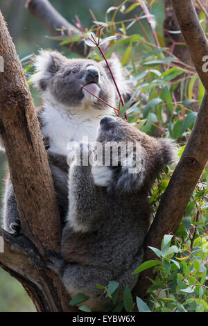 Due orsi koala (Phascolarctos cinereus) in una struttura ad albero. Foto Stock