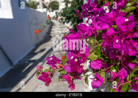 Grecia Bougainvillea Santorini strada Foto Stock