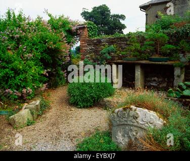 Foresta di Berkeley, Co Wexford, Irlanda; alberi di bonsai vicino a una parete durante l'estate Foto Stock