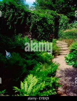 Foresta di Berkeley, Co Wexford, Irlanda; Fernery durante l'estate Foto Stock