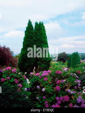 Foresta di Berkeley, Co Wexford, Irlanda; Yew alberi e cespugli di ortensie durante l'estate Foto Stock