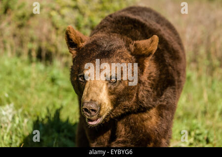 Ritratto di orso grizzly camminando verso di voi vicino a Bozeman, Montana, USA. Si tratta di un animale in cattività. Foto Stock