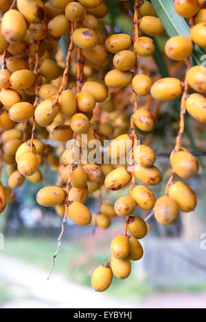 Butia capitata o noto anche come Pindo frutti di palma su albero Foto Stock