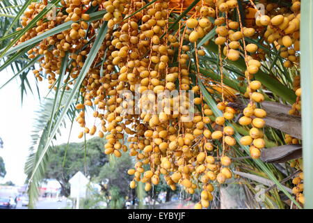 Butia capitata o noto anche come Pindo frutti di palma su albero Foto Stock