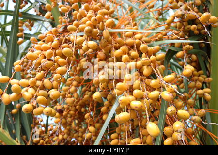 Butia capitata o noto anche come Pindo frutti di palma su albero Foto Stock