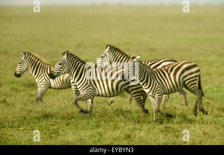 Quattro Comuni di Zebra (Equus quagga) adulti in esecuzione attraverso i pascoli del Parco Nazionale del Serengeti in Tanzania, Africa Foto Stock