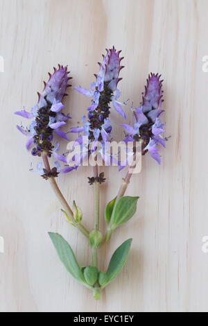 Plectranthus Dogbane caninus, Colues canina fiori su tavola di legno Foto Stock