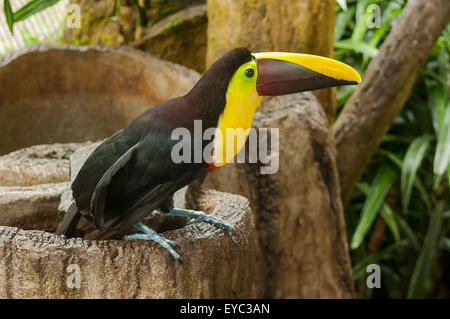Ramphastos swainsonii, Castagno-mandibled Toucan, La Paz Waterfall Gardens, Costa Rica Foto Stock