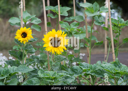 Helianthus annuus. Canne di bambù Girasoli di supporto 'Happy Face' Foto Stock