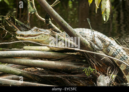 Caimano, crocodilus Caimano giovani, Turtle Beach Creek, tortuguero, Costa Rica Foto Stock