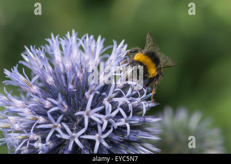 Buff ribaltato lavoratore bumblebee impollinatori e bere il nettare sul globo terrestre thistle con lunga proboscide trasferimento di polline Foto Stock