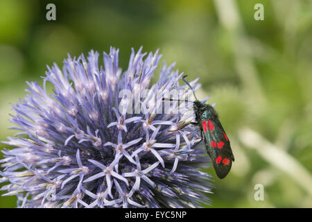 Giorno battenti velenoso sei 6 avvistato Burnett nella necessità di conservazione di impollinazione e di bere il nettare sul globo terrestre thistle Foto Stock