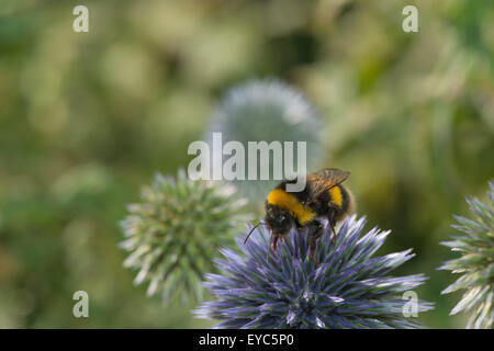 Buff ribaltato lavoratore bumblebee impollinatori e bere il nettare sul globo terrestre thistle con lunga proboscide trasferimento di polline Foto Stock