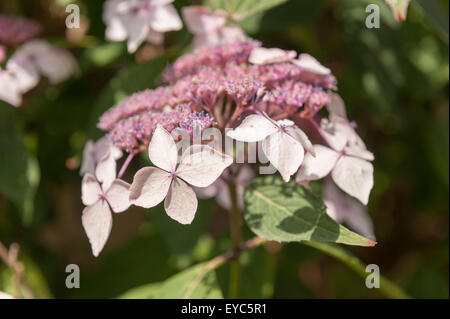 Giapponese pianta di ortensie fioritura close up con masse di delicati fiori di colore rosa Foto Stock
