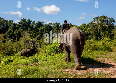 I mahouts stanno guidando gli elefanti, parte della squadra di pattuglia della foresta degli elefanti, verso la foresta tropicale nel Parco Nazionale di Bukit Barisan Selatan, Indonesia. Foto Stock