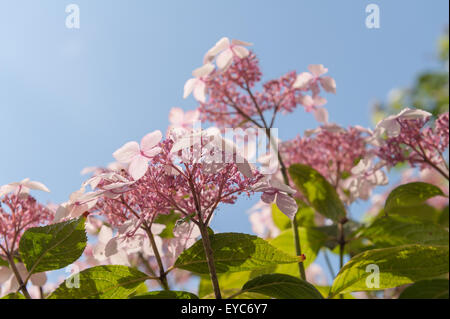 Giapponese pianta di ortensie fioritura close up con masse di delicati fiori di colore rosa Foto Stock