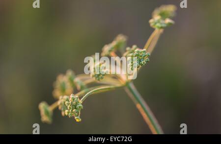 Close up selvaggio fiore di carota. Wild carota è popolare di erbaccia selvatici che crescono su campi incolti e prati. Foto Stock