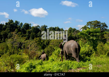 I mahouts stanno guidando gli elefanti, parte della squadra di pattuglia della foresta degli elefanti, verso la foresta tropicale nel Parco Nazionale di Bukit Barisan Selatan, Indonesia. Foto Stock