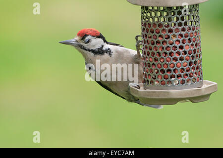 Il novellame di Picchio rosso maggiore su Bird Feeder Foto Stock
