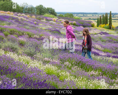 Due giovani donne di ammirare le righe di variopinte piante di lavanda in piena fioritura a Yorkshire Lavanda Terrington York Regno Unito Foto Stock