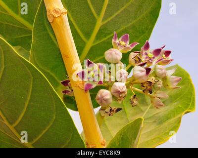 Fioritura di piante del deserto di Apple di Sodoma (Calotropis procera), Moudjeria, regione Tagant, Mauritania Foto Stock