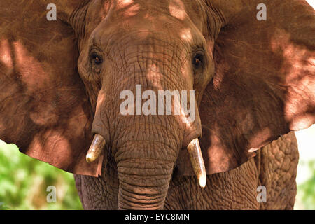 Elefante africano (Loxodonta africana), colorata dalla terra rossa, Tsavo West, Kenya Foto Stock