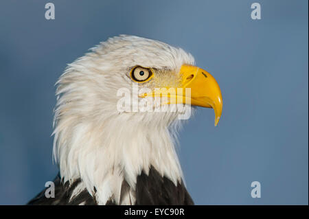 Aquila calva (Haliaeetus leucocephalus), maschio, ritratto, captive, Germania Foto Stock