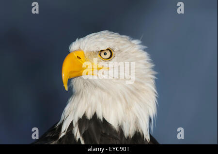 Aquila calva (Haliaeetus leucocephalus), maschio, ritratto, captive, Germania Foto Stock