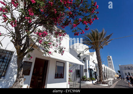 Fira Santorini strada centro città strada principale Grecia oleandro fioritura Foto Stock